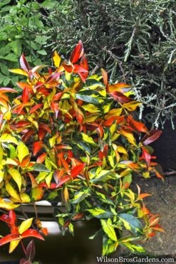 Summer Sunset Asiatic Jasmine - 1 Gallon Pot -Garden Plant Shop Asian jasmine Summer Sunset 6 1