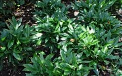 Dwarf Green Aucuba - Japanese Laurel - 3 Gallon Pot -Garden Plant Shop Aucuba Dwarf Green 1