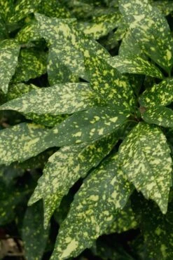 Gold Dust Aucuba - Japanese Laurel - 3 Gallon Pot