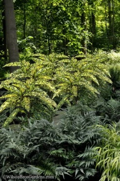 Hosoba Hoshifu Variegated Aucuba (Japanese Laurel) - 1 Gallon Pot -Garden Plant Shop Aucuba Hosoba Hoshifu 1