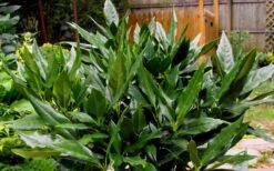 Sawtoothed Aucuba Serratifolia - 3 Gallon Pot -Garden Plant Shop Aucuba Sawtoothed 3