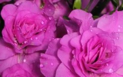 Amelia Rose Azalea - 3 Gallon Pot -Garden Plant Shop Azalea Amelia Rose 1