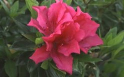 Brilliant Southern Indica Azalea - 1 Gallon Pot -Garden Plant Shop Azalea Brilliant 1