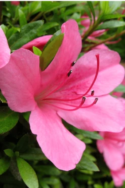 Chinzan Dwarf Azalea - 1 Gallon Pot -Garden Plant Shop Azalea Chinzan 500x750 1
