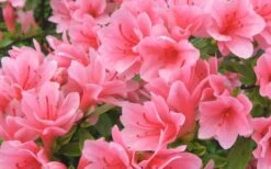 Coral Bells Azalea - 1 Gallon Pot -Garden Plant Shop Azalea Coral Bells