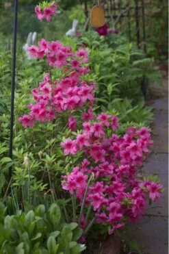 Orchid Showers Deja Bloom Azalea - 1 Gallon Pot 7 Orchid Showers Deja Bloom Azalea - 1 Gallon Pot -Garden Plant Shop Azalea Deja Bloom Orchid Showers 5