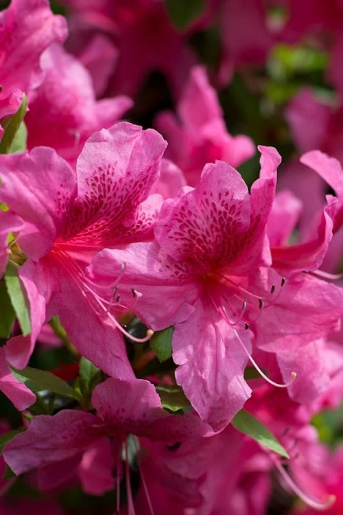 Orchid Showers Deja Bloom Azalea - 1 Gallon Pot 1 Orchid Showers Deja Bloom Azalea - 1 Gallon Pot