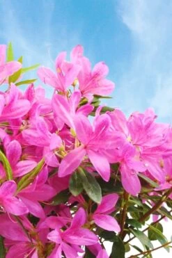Pink Ribbons Deja Bloom Azalea - 1 Gallon Pot -Garden Plant Shop Azalea Deja Bloom Pink Ribbons 4