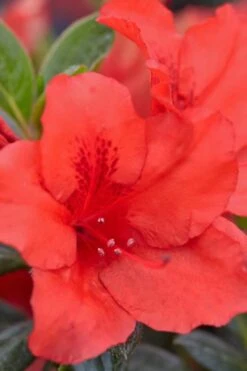 Red Tiara Deja Bloom Azalea - 1 Gallon Pot -Garden Plant Shop Azalea Deja Bloom Red Tiara 4