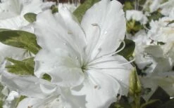 Delaware Valley White Azalea - 1 Gallon Pot -Garden Plant Shop Azalea Delaware Valley White 2