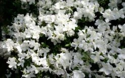 Delaware Valley White Azalea - 1 Gallon Pot -Garden Plant Shop Azalea Deleware Valley White Bloom