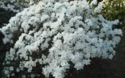 Delaware Valley White Azalea - 1 Gallon Pot -Garden Plant Shop Azalea Deleware Valley White Landscape