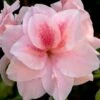 Autumn Belle Encore Azalea - 3 Gallon Pot