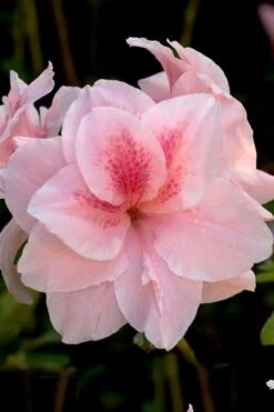 Autumn Belle Encore Azalea - 3 Gallon Pot
