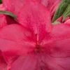 Autumn Jewel Encore Azalea - 3 Gallon Pot