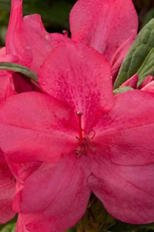 Autumn Jewel Encore Azalea - 6 Pack Of 1 Gallon Pots 1 Autumn Jewel Encore Azalea - 6 Pack Of 1 Gallon Pots