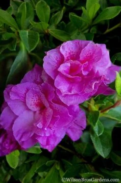 Autumn Majesty Encore Azalea - 3 Gallon Pot 11 Autumn Majesty Encore Azalea - 3 Gallon Pot -Garden Plant Shop Azalea Encore Autumn Majesty 5 1