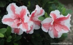 Autumn Starburst Encore Azalea - 1 Gallon Pot -Garden Plant Shop Azalea Encore Autumn Starburst 2