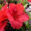 Fireside Red Bloom 'N Again Azalea - 2 Gallon Pot