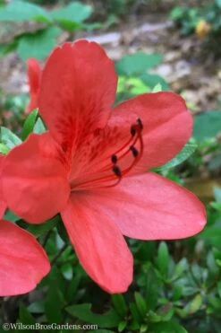 Flame Creeper Dwarf Spreading Azalea - 1 Gallon Pot