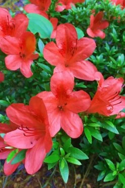 Flame Creeper Dwarf Spreading Azalea - 6 Pack Of 1 Gallon Pots 7 Flame Creeper Dwarf Spreading Azalea - 6 Pack Of 1 Gallon Pots -Garden Plant Shop Azalea Flame Creeper 11