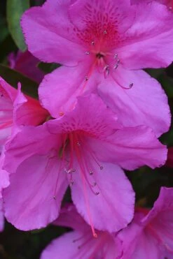 Formosa Southern Indica Azalea - 1 Gallon Pot -Garden Plant Shop Azalea Formosa 500x750 3
