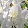 Mrs. G.G. Gerbing White Southern Indica Azalea - 7 Gallon Pot