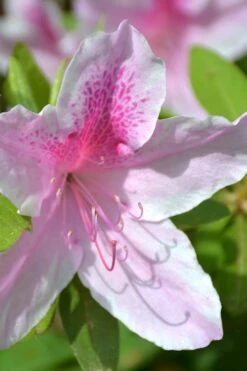 George L. Taber Southern Indica Azalea - 7 Gallon Pot