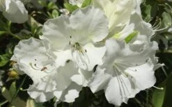 Girard's Pleasant White Azalea - 1 Gallon Pot -Garden Plant Shop Azalea Girards Pleasant White