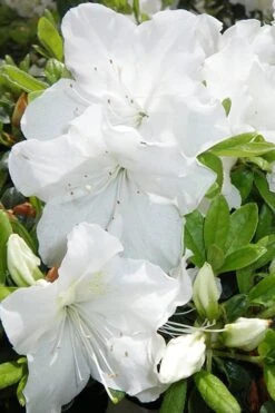 Girard's Pleasant White Azalea - 1 Gallon Pot -Garden Plant Shop Azalea Girards Pleasant White 500x750 1