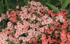 Hilda Niblett Azalea - 1 Gallon Pot -Garden Plant Shop Azalea Hilda Niblet Flowers 2 1