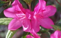 Judge Solomon Southern Indica Azalea - 3 Gallon Pot 6 Judge Solomon Southern Indica Azalea - 3 Gallon Pot -Garden Plant Shop Azalea Judge Solomon 50 1