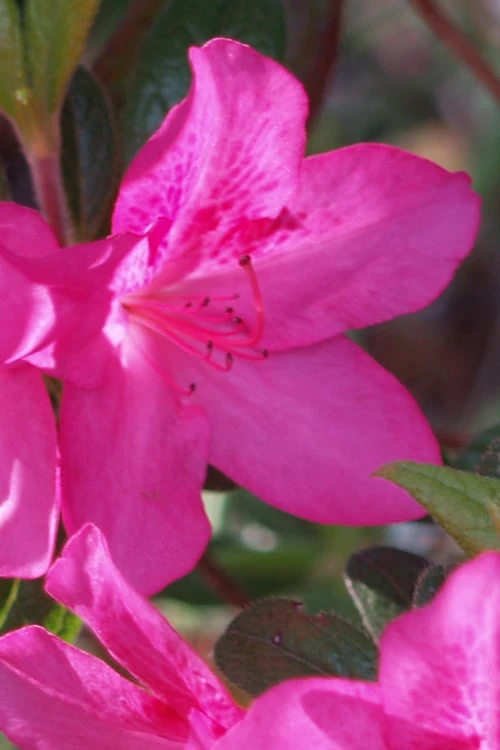 Judge Solomon Southern Indica Azalea - 1 Gallon Pot 1 Judge Solomon Southern Indica Azalea - 1 Gallon Pot