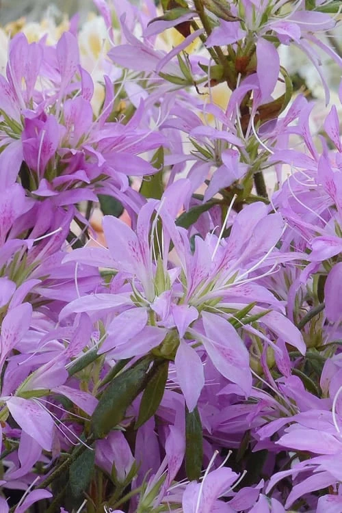 Koromo Shikibu Purple Spider Azalea - 1 Gallon Pot 1 Koromo Shikibu Purple Spider Azalea - 1 Gallon Pot
