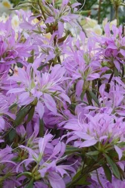 Koromo Shikibu Purple Spider Azalea - 3 Gallon Pot 7 Koromo Shikibu Purple Spider Azalea - 3 Gallon Pot -Garden Plant Shop Azalea Koromo Shikibu 2 1