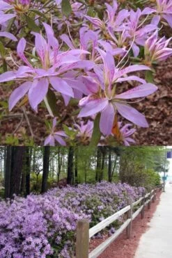 Koromo Shikibu Purple Spider Azalea - 1 Gallon Pot 6 Koromo Shikibu Purple Spider Azalea - 1 Gallon Pot -Garden Plant Shop Azalea Koromo Shikibu 9 2