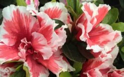 Mardi Gras Southern Indica Azalea - 6 Pack Of 1 Gallon Pots -Garden Plant Shop Azalea Mardi Gras 2 1