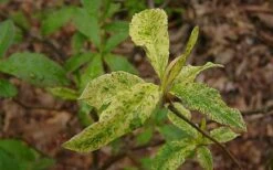 Dons Variegated Native Azalea - Rhododendron - 3 Gallon Pot -Garden Plant Shop Azalea Native Dons Variegated 3 1