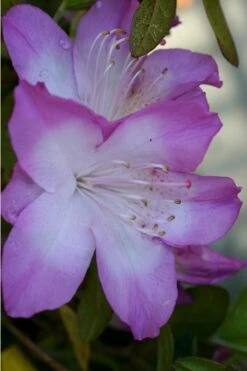 Nuccio's Voodoo Azalea - 1 Gallon Pot -Garden Plant Shop Azalea Nuccios Voodoo 1