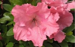 Gumpo Pink Dwarf Azalea - 2 Gallon Pot -Garden Plant Shop Azalea Pink Gumpo 1