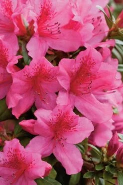 Pride Of Mobile Azalea - 1 Gallon Pot 8 Pride Of Mobile Azalea - 1 Gallon Pot -Garden Plant Shop Azalea Pride Of Mobile 500x750 1