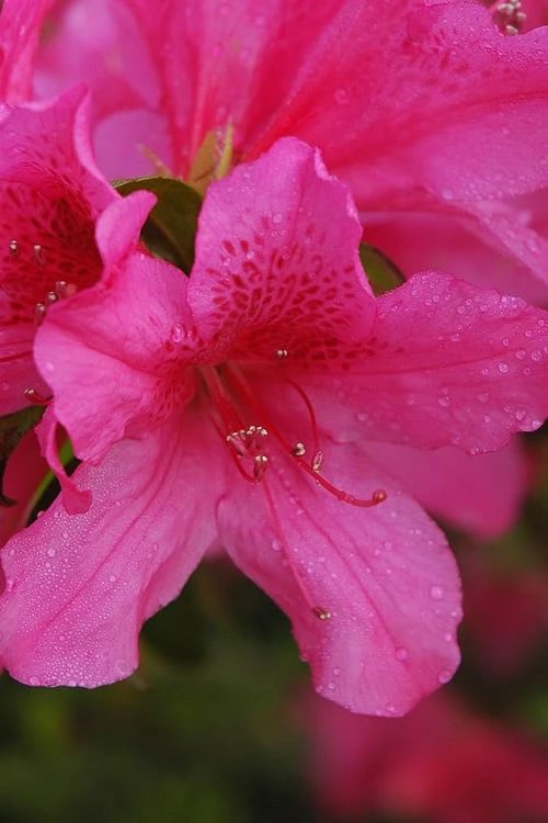 Pride Of Mobile Azalea - 1 Gallon Pot 1 Pride Of Mobile Azalea - 1 Gallon Pot