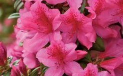 Pride Of Mobile Azalea - 1 Gallon Pot 9 Pride Of Mobile Azalea - 1 Gallon Pot -Garden Plant Shop Azalea Pride of Mobile 15