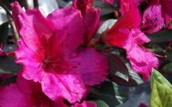 Red Formosa Azalea - 1 Gallon Pot -Garden Plant Shop Azalea Red Formosa 1