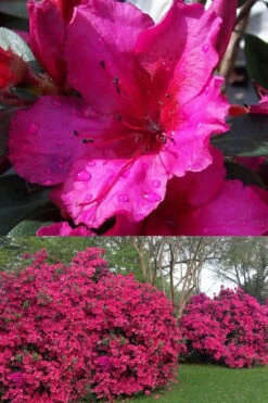 Red Formosa Azalea - 1 Gallon Pot -Garden Plant Shop Azalea Red Formosa 1 500x750 2