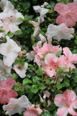 Sir Robert Dwarf Azalea - 6 Pack Of 1 Gallon Pots -Garden Plant Shop Azalea Sir Robert 12 1