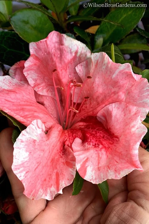 Tama No Hada Azalea - 1 Gallon Pot 1 Tama No Hada Azalea - 1 Gallon Pot