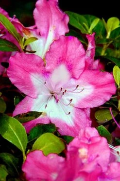 Vibrant Azalea (Harris Hybrid) - 1 Gallon Pot -Garden Plant Shop Azalea Vibrant 1