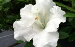 Gumpo White Dwarf Azalea - 1 Gallon Pot 7 Gumpo White Dwarf Azalea - 1 Gallon Pot -Garden Plant Shop Azalea White Gumpo