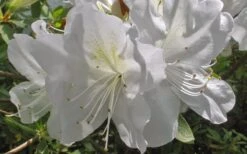 Mrs. G.G. Gerbing White Southern Indica Azalea - 1 Gallon Pot -Garden Plant Shop Azlea GG Gerbing Flower 2